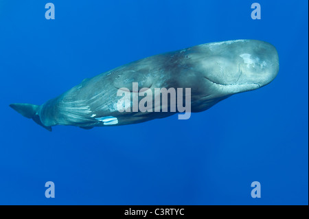 Cachalot, Physeter macrocephalus, femelle juvénile, des espèces menacées, Commonwealth de Dominique ( Caraïbes ) Banque D'Images