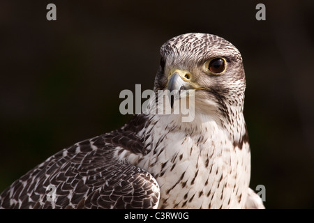 Gyr Falcon - Falco rusticolus Banque D'Images