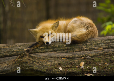 Le renard roux (Vulpes vulpes) est le plus grand des vrais renards Banque D'Images