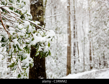 La neige couvre les rhododendren vert feuilles en hiver dans la forêt Banque D'Images