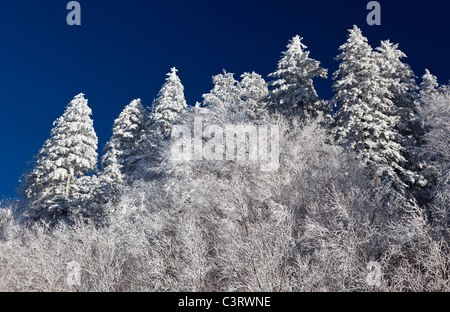 Célèbre Smoky Mountain View du pin ou sapin recouvert de neige au début du printemps Banque D'Images