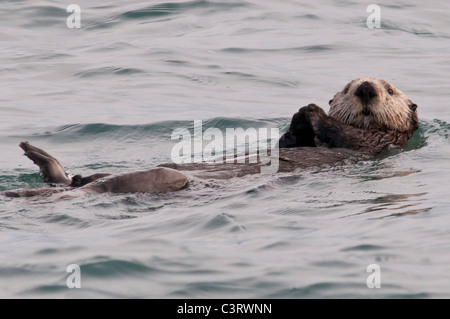 Une loutre de mer flotte sur le dos en la résurrection Bay, Alaska. Banque D'Images
