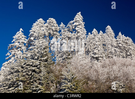Célèbre Smoky Mountain View du pin ou sapin recouvert de neige au début du printemps Banque D'Images