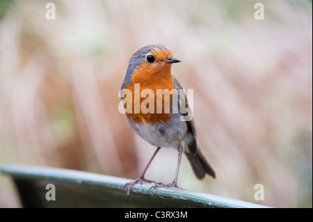 Erithacus rubecula aux abords. Robin au printemps dans un jardin anglais. UK Banque D'Images