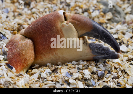 Pince crabe comestible Banque D'Images