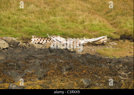 Le nord du Petit Rorqual (Balaenoptera acutorostrata) Squelette, Skye, Scotland, UK Banque D'Images