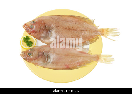 Deux nouvelles cardine seul poisson plat sur une plaque isolated on white Banque D'Images