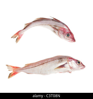 Ensemble de deux poissons d'aiglefin isolated on white Banque D'Images
