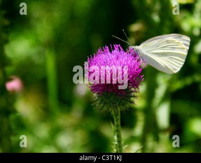 Chou blanc papillon sur une épine Banque D'Images