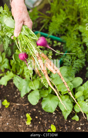 Radis frais et hiverné carottes extraites de semoir de légumes en mai Banque D'Images