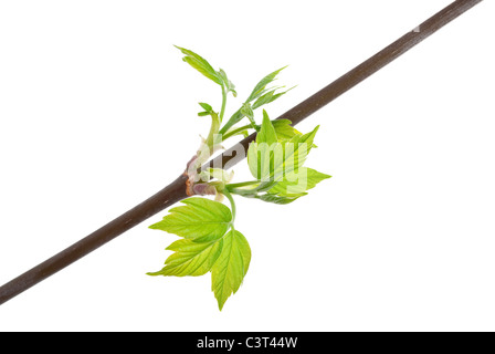 L'érable de la direction générale avec les bourgeons du printemps isolated on white Banque D'Images