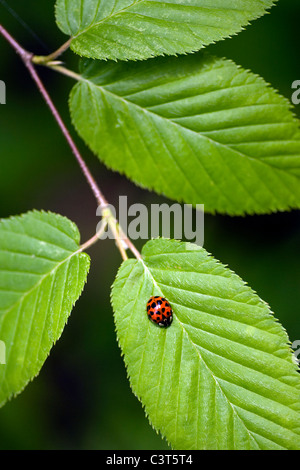 Coccinelle - Pisgah Forest National - près de Brevard, North Carolina, États-Unis Banque D'Images