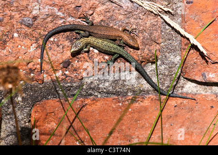 Lézard vivipare ou communs - Lacerta vivipara / Zootoca vivipara Banque D'Images