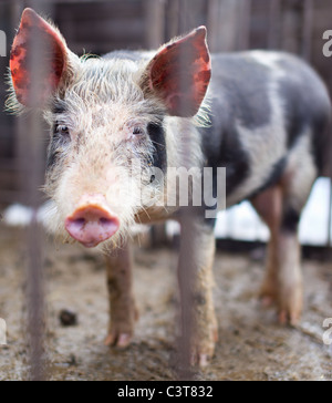Cochon bébé derrière les barreaux dans une porcherie Banque D'Images