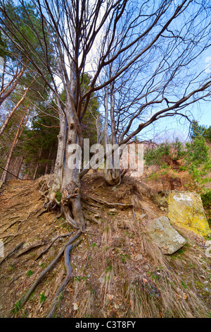 Paysage avec un vieux gros arbre avec des racines sur le terrain Banque D'Images