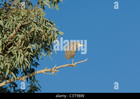 Night Heron roux, juvénile, la rivière Diamantina Birdsville, Queensland, Australie Banque D'Images