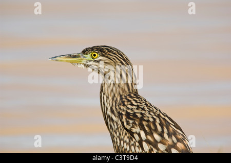 Night Heron roux, juvénile, la rivière Diamantina Birdsville, Queensland, Australie Banque D'Images