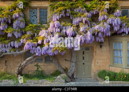 Purple Wisteria Wisteria sinensis sur un mur de maison dans le village Cotswold de Broadway les Cotswolds Worcestershire Angleterre GB Royaume-Uni Europe Banque D'Images