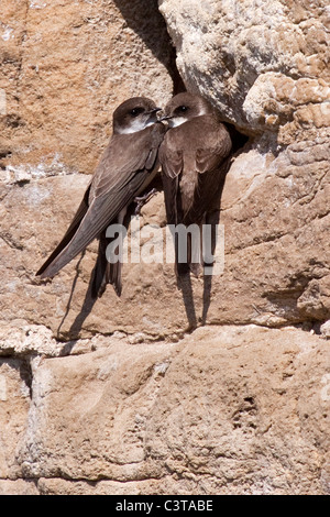 Sand Martins - Riparia riparia Banque D'Images