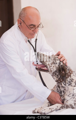 Vétérinaire à écouter le battement de cœur de chien Banque D'Images