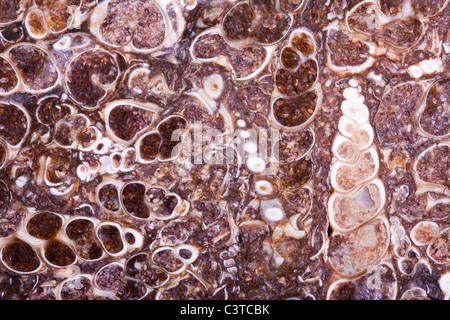 Agate turritella fossile dalle rugueuse Banque D'Images