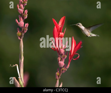 Un Colibri à gorge rubis (Archilochus colubris, femme, en vol, Banque D'Images