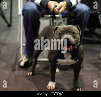 Staffordshire Terrier sombre close up avec son maître Banque D'Images