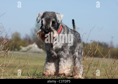 Schnauzer nain dans le parc au cours de journée ensoleillée Banque D'Images