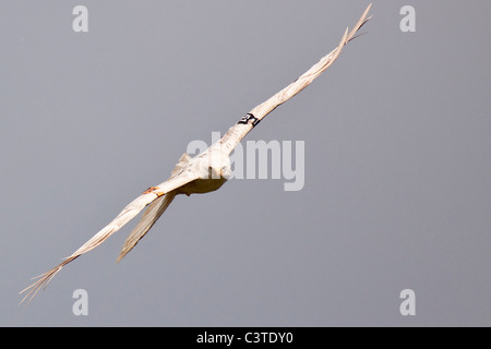 Leucistic le milan royal - Milvus milvus Banque D'Images