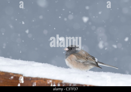 Hooded Junco hyemalis (J.) sur Rail Clôture enneigée Banque D'Images