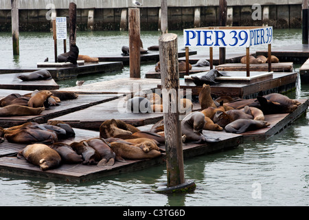 Pier 39 à San Francisco, Californie Banque D'Images