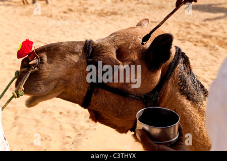 Les Indiens et la vie quotidienne au cours de l'assemblée juste chameau à Pushkar, Rajasthan, Inde, Asie Banque D'Images