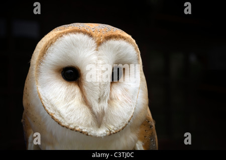 Portrait d'une captive d'Effraie des clochers (Tyto alba) Banque D'Images