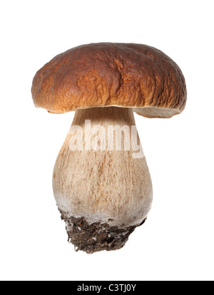 Champignons Porcini (Boletus edulis) aka bolet ou penny bun isolated on white Banque D'Images