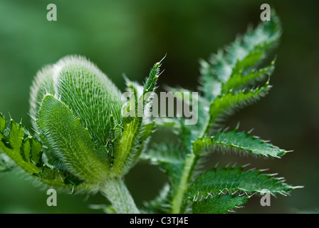 Coquelicot, Papaver orientale. Banque D'Images