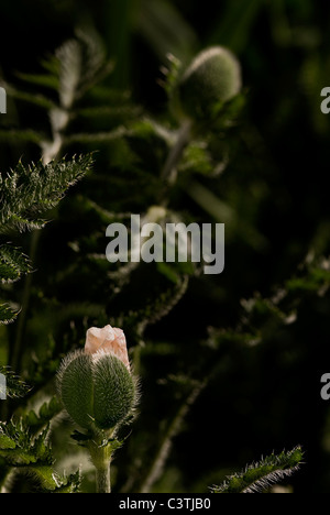 Coquelicot, Papaver orientale. Banque D'Images