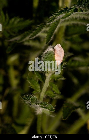Coquelicot, Papaver orientale. Banque D'Images