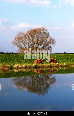 Deux Highland cattle reposant sur un après-midi chaud par la rivière Witham dans le Lincolnshire Banque D'Images