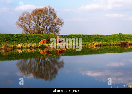 Highland deux vaches se reposant près de la rivière witham dans le Lincolnshire Banque D'Images