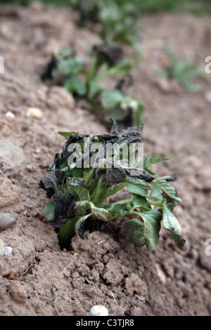 Les plants de pomme de terre endommagé par le gel sur un allotissement Banque D'Images