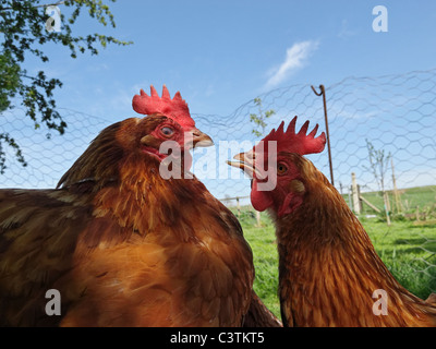 Poules élevées en libre parcours dans le Lincolnshire, en Angleterre. Banque D'Images