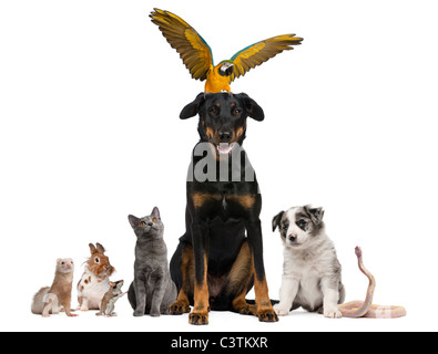 Portrait de groupe d'animaux domestiques in front of white background Banque D'Images