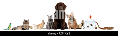 Groupe d'animaux domestiques in front of white background Banque D'Images