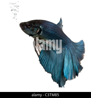 Siamois bleu poisson Betta Splendens, lutte, natation, in front of white background Banque D'Images