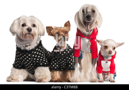 Quatre chiens habillés in front of white background Banque D'Images