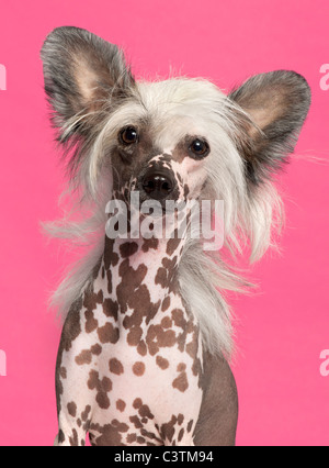 Chien Chinois à Crête en face de fond rose Banque D'Images