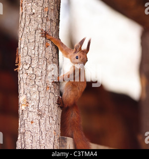 Portrait of a cute squirrel sur une écorce d'arbre Banque D'Images