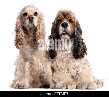 Deux American Cocker, 1 et 2 ans, in front of white background Banque D'Images