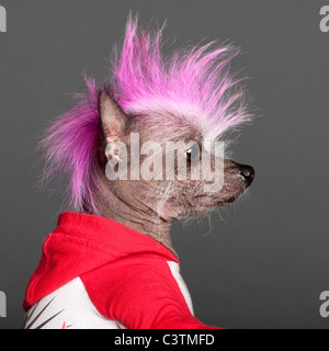 Close-up of Chinese Crested Dog avec mohawk rose, 4 ans, en face de l'arrière-plan gris Banque D'Images