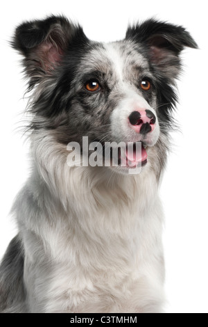 Close-up of Border Collie, 11 years old, in front of white background Banque D'Images